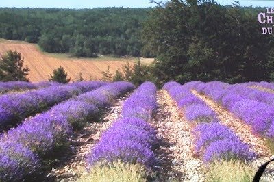 ABADÍA DE NUESTRA SEÑORA DE SÉNANQUE (GORDES, FRANCIA) | Patrimonio Natural